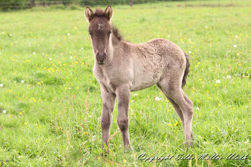 Farsael q.jpg - Farsael von Heidmoor 10 Tage alt
